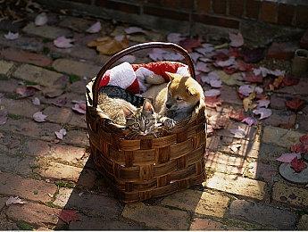 科隆：科幻纵轴射击游戏《CYGNI》新预告 明年发售